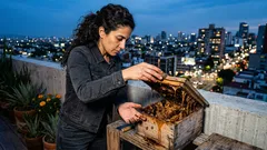 Abejas sin aguijón: el día que dejaron de ser “invisibles” en la Amazonía peruana