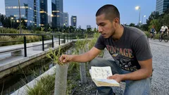 Cuando volvió el lobo a Yellowstone: la historia (compleja) detrás del regreso de los árboles