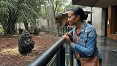 Cría de gorila: el nacimiento inesperado que pone en foco la conservación en Europa