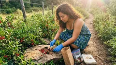 Más plantas, menos carne: el cambio silencioso del oso que podría reordenar el bosque