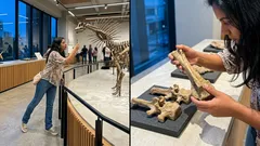 Un anquilosaurio rarísimo hallado en Marruecos obliga a replantear la evolución de los dinosaurios acorazados